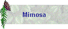Mimosa