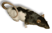 Hops Homepage