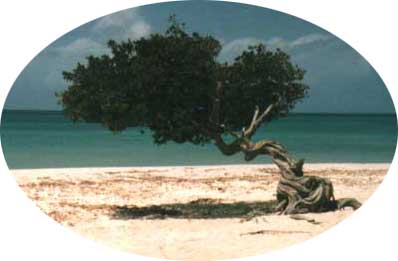 Divi-divi tree