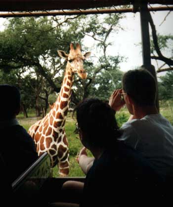 Giraffe