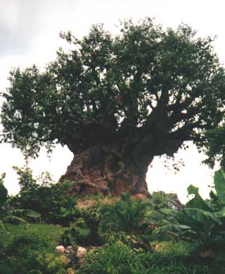 Tree of Life