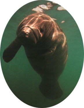 Manatee